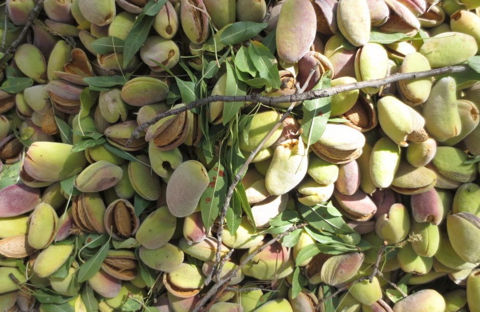 برداشت بادام از باغ‌های فارس