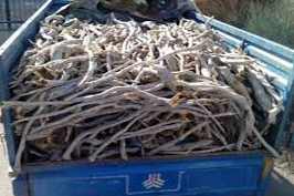 دستگیری قاچاقچی چوب در نطنز