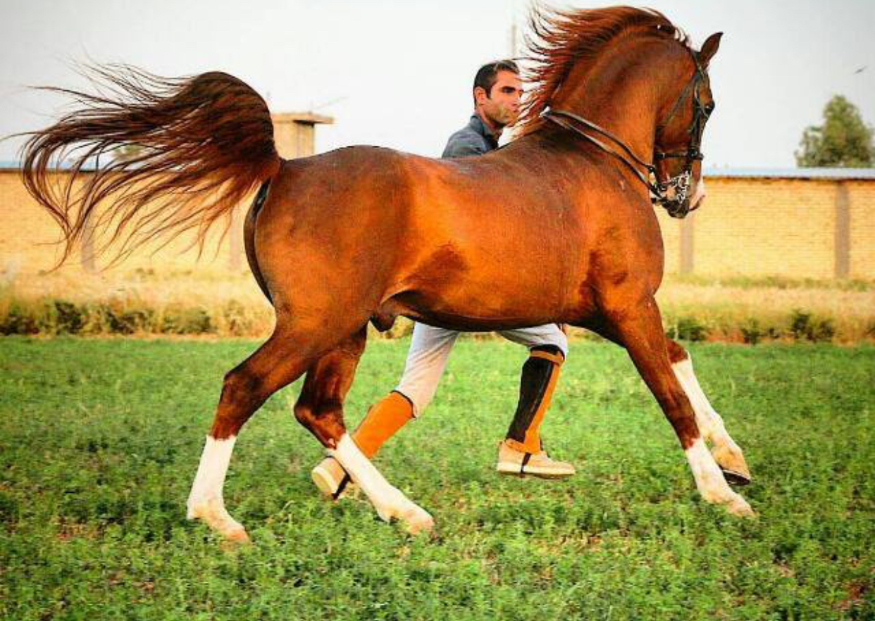 نمایش سواره اسب&zwnj;های فلات ایران در جهرم