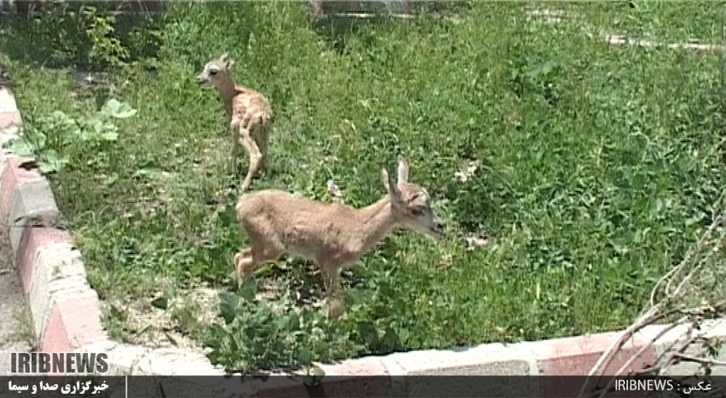 رهاسازی دو بره قوچ و میش ارمنی به طبیعت در اسکو