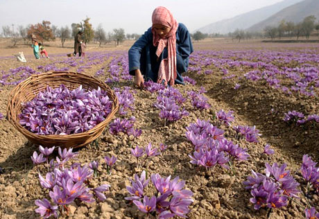 ۲۱۱ هکتار در کرمانشاه زیر کشت زعفران