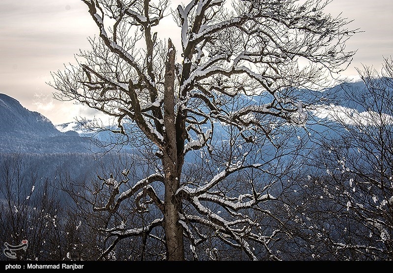 طبعیت برفی ديلمان + تصاویر طبعیت برفی ديلمان + تصاویر