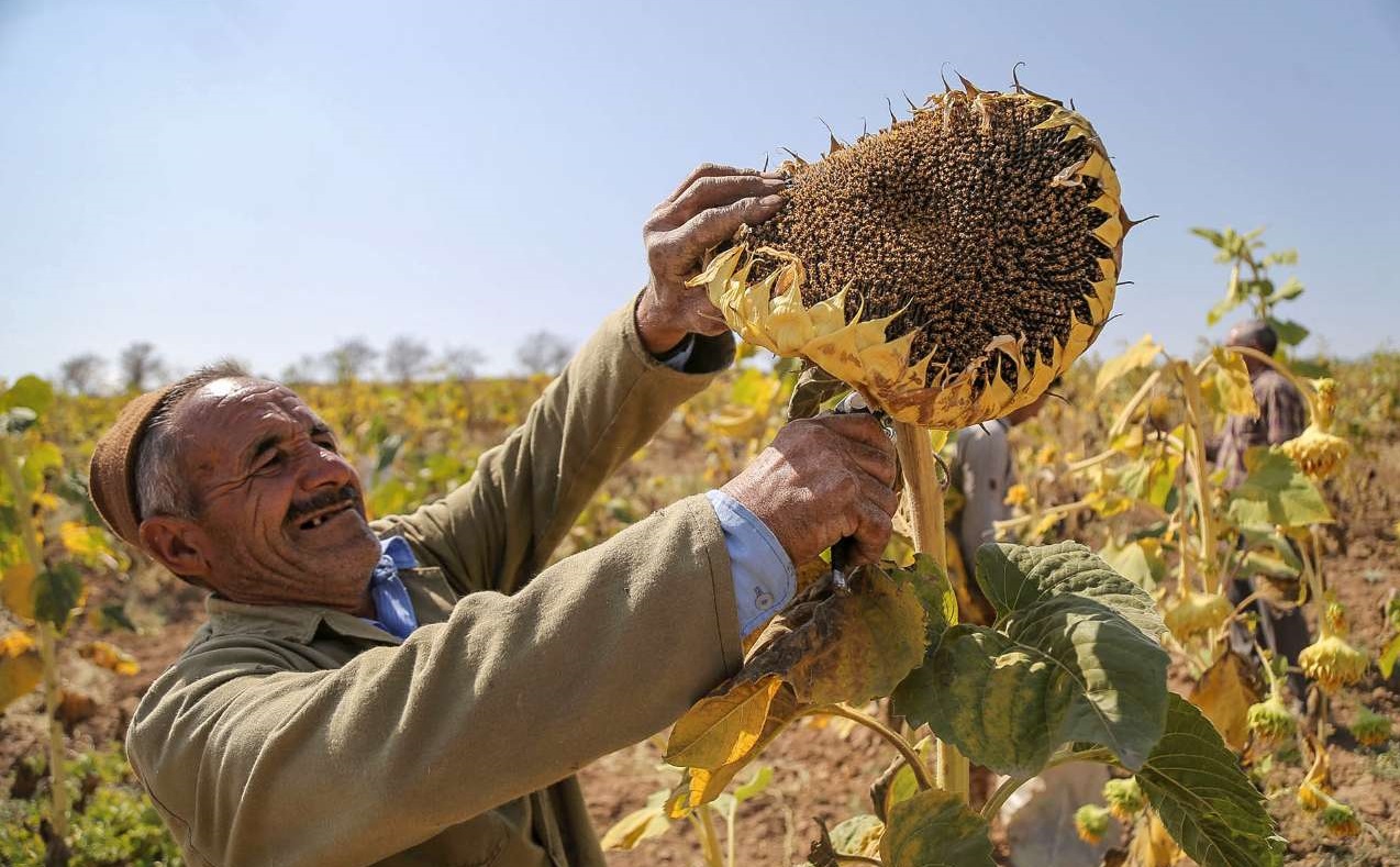 پرداخت مطالبات آفتابگردان کاران کالپوشی