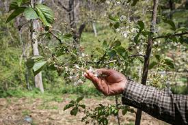 خسارت 920 میلیارد ریالی سرمازدگی بهاره به باغات قوچان