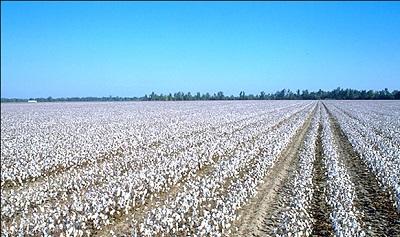 آغاز برداشت وش پنبه در خراسان شمالی