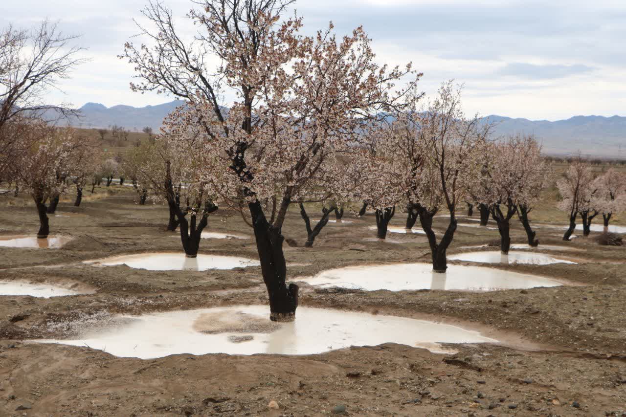 باران،نجات بخش  بادامستان های دیم کوهسرخ