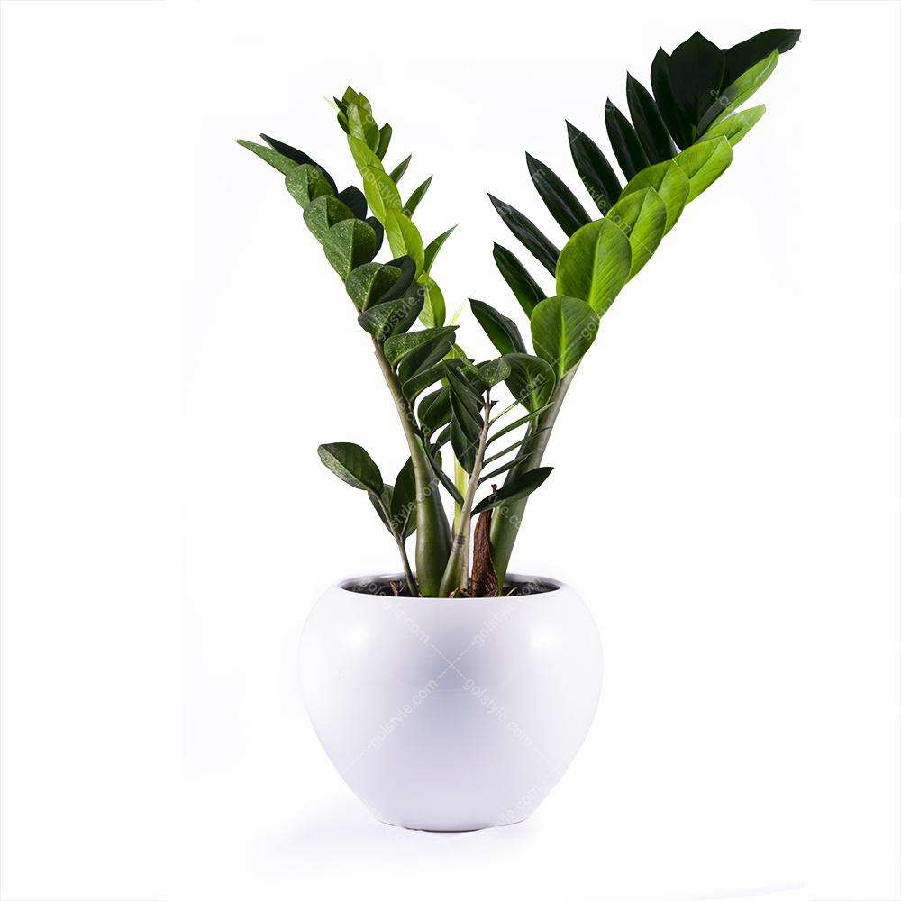 روش نگهداری گیاهان آپارتمانی