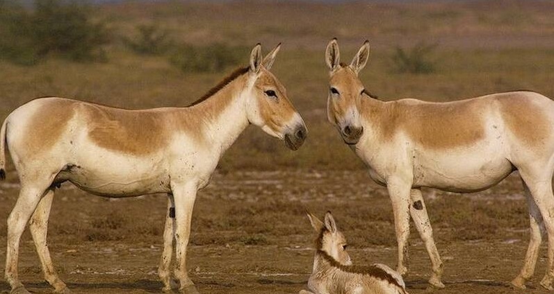 حیات وحش بومی ایران را بشناسید