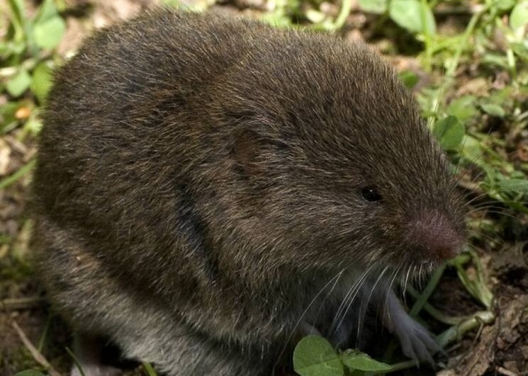 حیات وحش بومی ایران را بشناسید