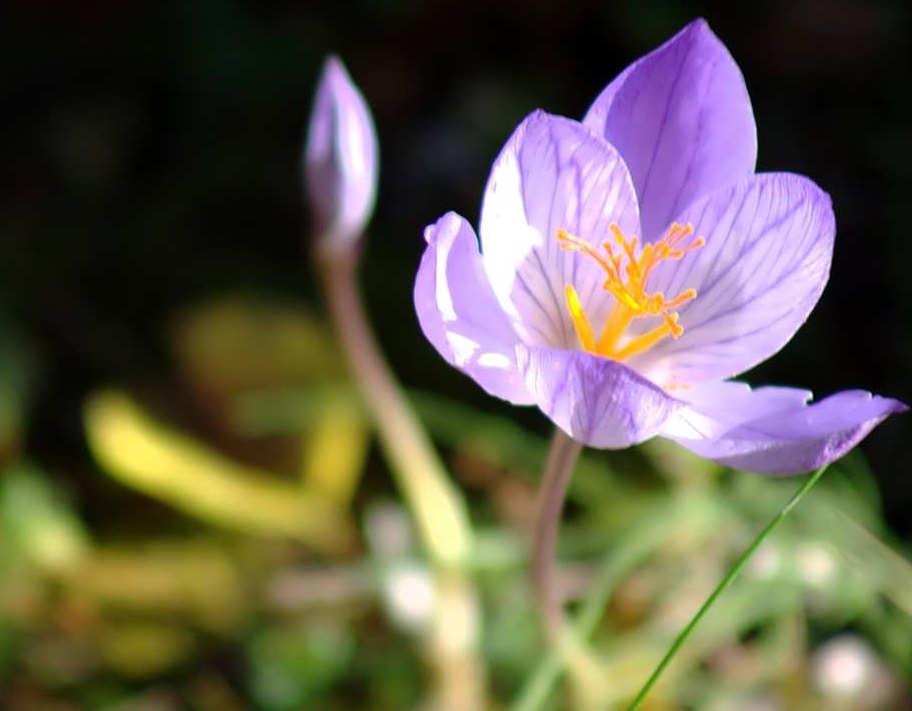 خواص دارویی گل حسرت (سورنجان)