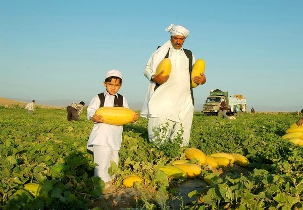 کاهش سطح کشت خربزه و هندوانه در تایباد و جایگزین کردن محصولات کم آب‌طلب