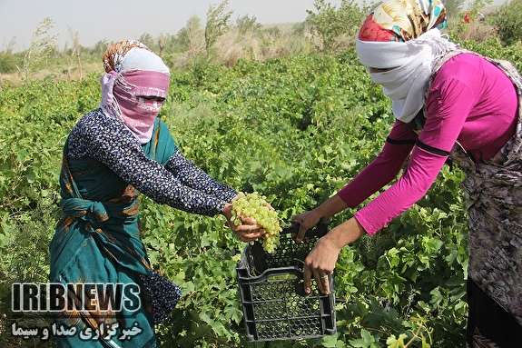 آغاز برداشت انگور از تاکستان‌های خراسان جنوبی