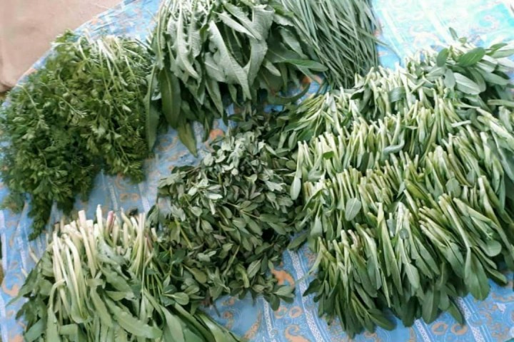 زنگ خطر انقراض گیاهان کوهی خوراکی