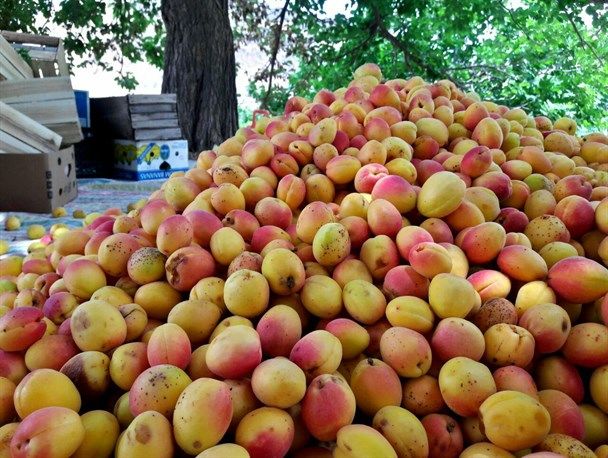 کاهش ۵۰ درصدی تولید زردآلو در خلخال