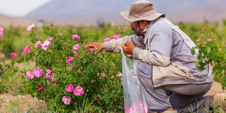 آغاز برداشت گل محمدی در روستای مغان بخش طرقبه