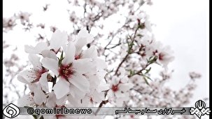 استقبال شکوفه‌های بهاری از سال نو
