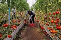 فعالیت ۲۴۲ گلخانه بخش کشاورزی در آذربایجان غربی