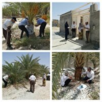 پایش خانه به خانه نخیلات در گراش