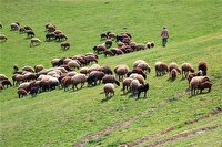 آیین قرق شکنی در منطقه ییلاقی شیخ موسی بابل