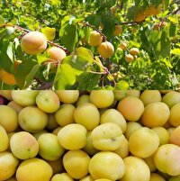 برداشت میوه زردآلو از تفتان
