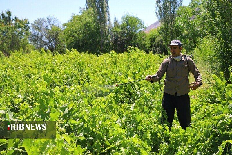 تاکید کارشناسان کشاورزی به سمپاشی باغات انگور در خراسان شمالی