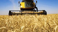 پیش‌بینی خرید تضمینی  ۸۵۰ هزار تن گندم در استان کرمانشاه