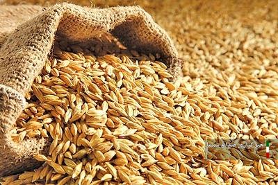 توزیع بیش از ۱۲ هزار تن علوفه و نهاده دامی بین عشایر خراسان شمالی توزیع بیش از ۱۲ هزار تن علوفه و نهاده دامی بین عشایر خراسان شمالی