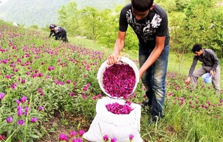 ۲۰۰ تن گیاه دارویی در ایلام برداشت شد