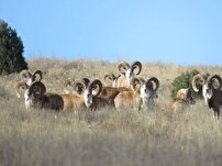 حال خوش حیات وحش در پارک ملی گلستان؛ رشد جمعیت گونه های علف خوار