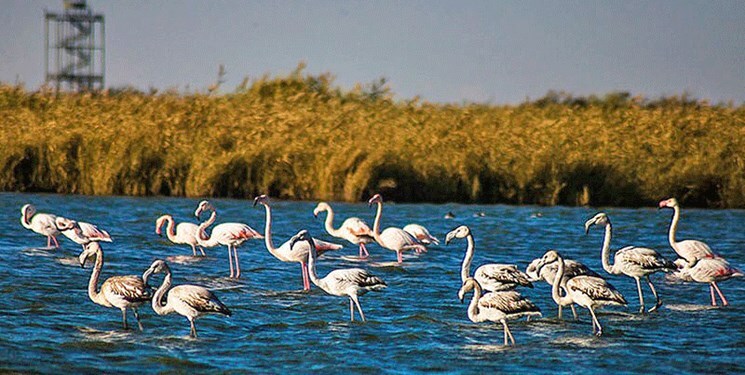 روز جهانی تالاب‌ها؛ زنگ خطر برای سرمایه‌های طبیعی ایران