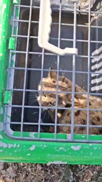 زنده گیری و رهاسازی یک قلاده گربه وحشی در اراضی اطراف بجنورد. 