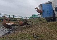 بازگشت به زندگی ۲۳ پرنده آبزی در پناهگاه حیات وحش سلکه صومعه سرا