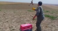 رهاسازی ۵ بهله دلیجه  پس از تیمار در شمال اردبیل