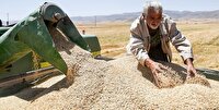 خریداری ۴۶ هزار تن گندم از کشاورزان همدانی