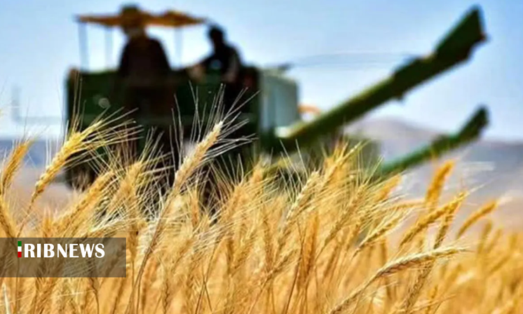 خرید ۲۶ هزار تن گندم در استان آذربایجان شرقی