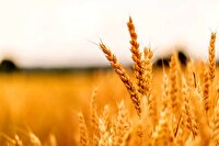 پرداخت ۷۵ درصد مطالبات گندمکاران دزفول