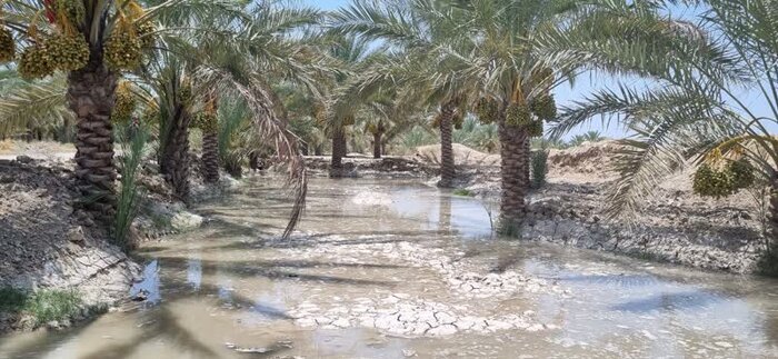 رهاسازی۳۶ میلیون مترمکعب آب برای زمین‌های کشاورزی شادگان