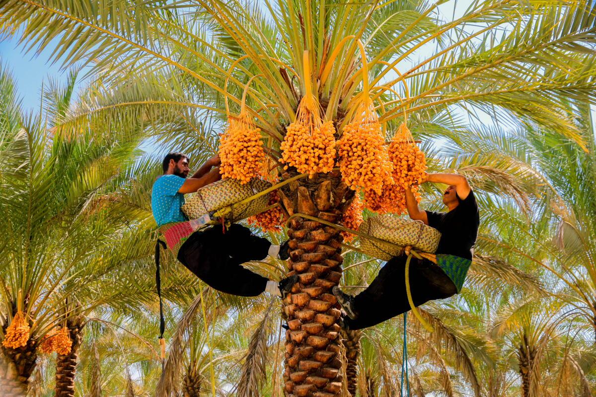 آغاز برداشت محصول نخیلات استان بوشهر از نیمه دوم تیر