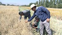 تولید بذر در ایستگاه تحقیقات کشاورزی گلپایگان