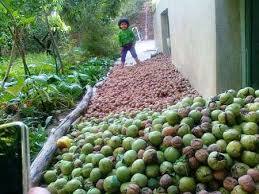 برداشت ۱۶ هزار تن گردو از باغستان‌های کهگیلویه و بویراحمد