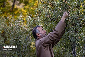 برداشت آلو در روستای حیدره قاضی خان همدان