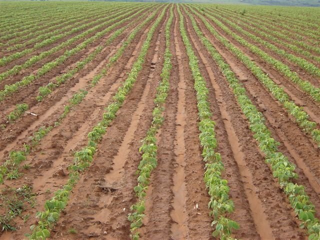 کشت سویا در ۱۸۰ هکتار از مناطق گرمسیری استان آغاز شد کشت سویا در ۱۸۰ هکتار از مناطق گرمسیری استان آغاز شد