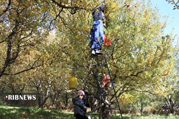دوازدهمین جشنواره سیب مراغه