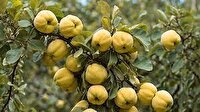 پیش‌بینی برداشت بیش از ۲۵۰ تُن بِه در آذربایجان‌غربی