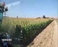 برداشت ذرت علوفه‌ای از اراضی کشاورزی در مانه