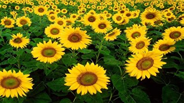 پیش بینی برداشت بیش از ۳۵ تن تخم آفتابگردان در هشترود