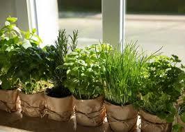 آموزش کاشت گیاهان دارویی به دانش آموزان در رستم آموزش کاشت گیاهان دارویی به دانش آموزان در رستم