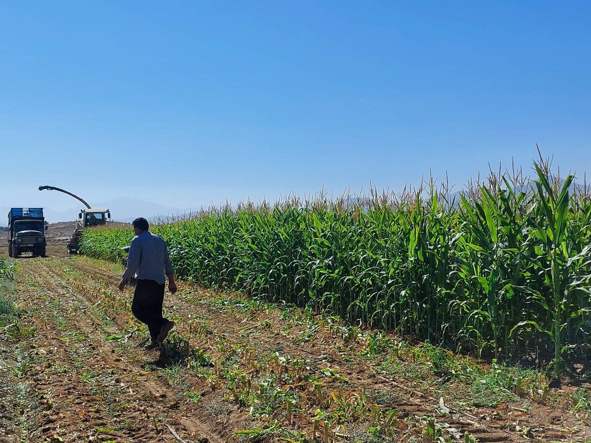 برداشت ذرت علوفهای در شهرستان آباده برداشت ذرت علوفهای در شهرستان آباده