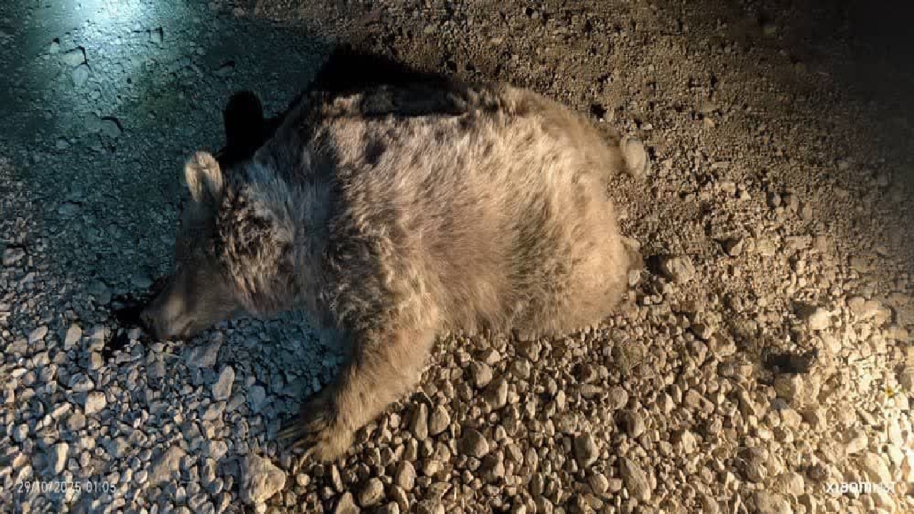 خرس قهوهای قربانی جادههای ناایمن در سرچهان خرس قهوهای قربانی جادههای ناایمن در سرچهان