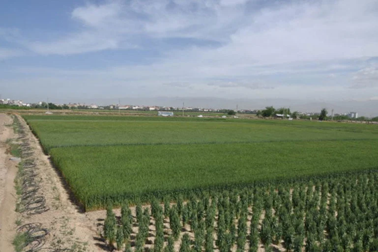 کشت گندم آبی در ۱۱ هزار هکتار زمینهای مُهر کشت گندم آبی در ۱۱ هزار هکتار زمینهای مُهر